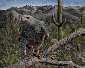 Rick Wheeler, Gray Hawk, scratchboard/watercolor, 16 x 20.