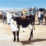 Don Coen, Foxley’s Cattle, acrylic, 6 x 8 feet.