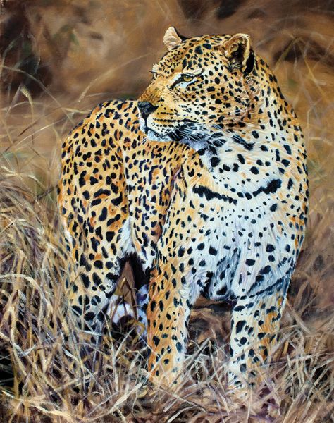 Cynthia Neill, Distracted (Sabi Sand Leopard), oil, 16 x 20.