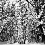 Michael Fain, Trees 3, photograph/archival paper, 22 x 28.