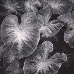 Ansel Adams, Leaves, Foster Gardens, Honolulu, Hawaii, 1957-58, gelatin silver print, 13 x 10, Center for Creative Photography, University of Arizona.