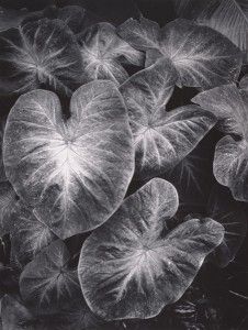 Ansel Adams, Leaves, Foster Gardens, Honolulu, Hawaii, 1957-58, gelatin silver print, 13 x 10, Center for Creative Photography, University of Arizona.