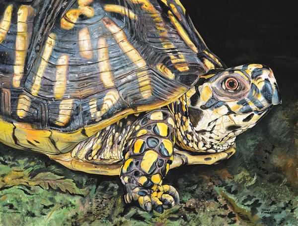 James Fiorentino, Eastern Box Turtle, watercolor, 22 x 30.