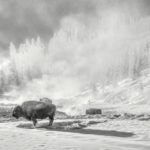 Haileah Beulah, The Land of the Bison, photography, 22 x 40.