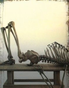 Daniel Sprick, Reclining Skeleton, oil, 30 x 24. 