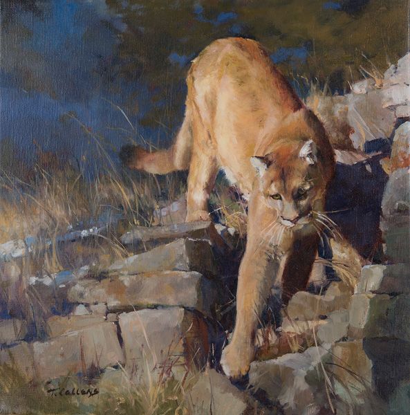 Tamara Callens, Portrait of a Mountain Lion, oil, 20 x 20.