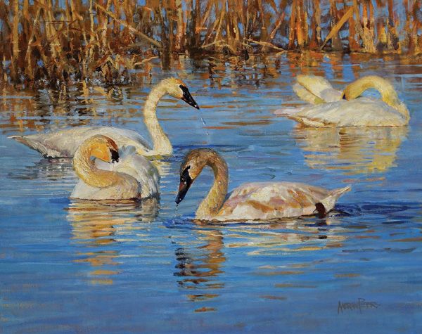 Andrew Peters, The Cygnet’s Reflection, oil, 26 x 32.