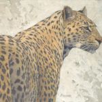 Paul Kratter, Leopard, oil, 16 x 18.