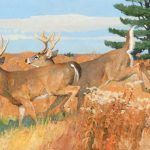 Bob Kuhn, October Prime, Whitetail Deer, acrylic, 22 x 40. Estimate: $80,000-$120,000.