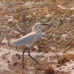 Matthew Hillier, Snowy Egret at the Tide’s Edge, oil, 24 x 36.