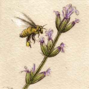Melanie Fain, Honey Bee, etching/watercolor, 3 x 3.