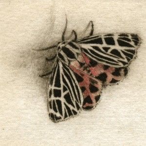 Melanie Fain, Tiger Moth, etching/watercolor, 3 x 3.