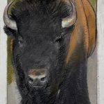 Donna Howell-Sickles, Bison Bull, charcoal, 60 x 40.