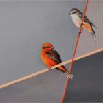 Andrew Denman, String Theory #4: Vermillion Flycatchers, acrylic, 11 x 14.