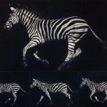 Julie T. Chapman, (Zebra Suite) Homage to Muybridge, scratchboard, 24 x 32.