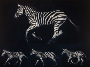 Julie T. Chapman, (Zebra Suite) Homage to Muybridge, scratchboard, 24 x 32. 
