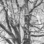Cindy Kopenhofer, Tree II, graphite, 8 x 10.