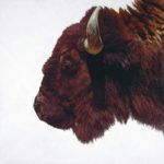 David Kaiser, Bison 1, acrylic, 33 x 33.