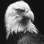 Bald Eagle by Jenna Hestekin.