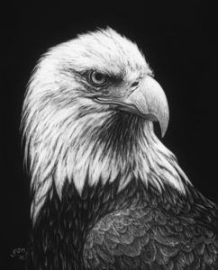 Bald Eagle by Jenna Hestekin.