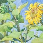 Carolyn Lord, Sunflower, watercolor, 11 x 15.