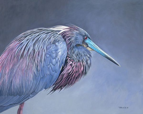 Ed Takacs, Little Blue Heron, acrylic, 16 x 20.