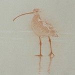 Timothy David Mayhew, Left frontal study of a long-billed curlew, natural red chalk and natural white chalk, 10 x 13.