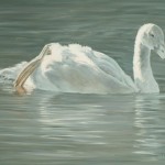 Timothy David Mayhew | Wildlife Paintings & Bird Art