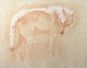 Timothy David Mayhew, Right side study of a gray wolf wading in water, natural red chalk and natural white chalk, 10 x 13.
