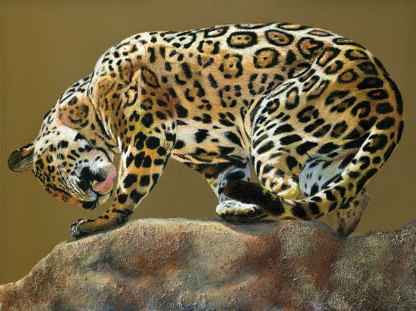 Patsy Lindamood, Jaguar With a Twist, pastel, 18 x 24.