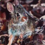 Joshua A. Martin, Rabbit in the Woods, oil, 10 x 8.