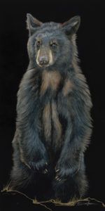 Sally Maxwell, Baby Bear, colored scratchboard, 36 x 18.