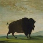George Catlin, Buffalo Cow Grazing on the Prairie, oil, 24 x 29.