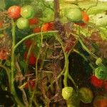 TJ Cunningham, Dad’s Tomatoes, oil, 18 x 24.