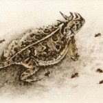 Melanie Fain, Horned Toad, etching/watercolor, 4 x 6.
