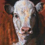 Dawn Secord, Hereford Calf, pastel, 16 x 12.