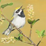 James Fiorentino, Golden-Winged Warbler, watercolor, 22 x 30.