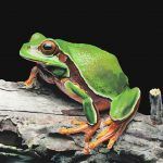 James Fiorentino, Pine Barrens Tree Frog, watercolor, 22 x 30.