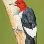 James Fiorentino, Red Headed Woodpecker, watercolor, 30 x 16.